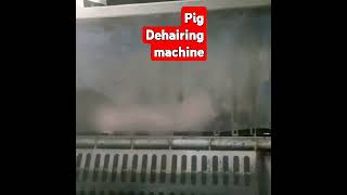 Pig dehairing machine [upl. by Finnigan]