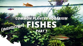 Fishes For Planted Aquariums Part 1  Malayalam [upl. by Maddi]