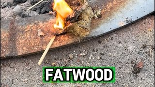 What is Fatwood [upl. by Labinnah]