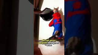 5 super habilidades que os gatos possuem 🦸🏻‍♂️🐈 [upl. by Aivad]