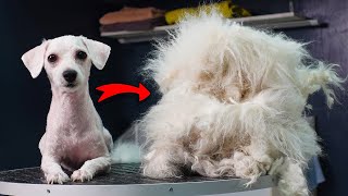 EXTREME MAKEOVER Shaving All Her Hair neglected dog grooming [upl. by Yokoyama]