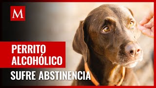 Perro con alcoholismo es atendido en refugio de Reino Unido [upl. by Aniloj884]