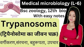 Medical Microbiology L6 life cycle of trypanosoma trypanosoma microbiology bsc zoology knowled [upl. by Etnad860]