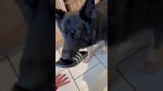 Assistance Dog Task TrainingPicking Up My Shoes Pt1 servicedog assistancedog germanshepherd [upl. by Sherrer]