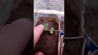 𝑴𝒊𝒎𝒐𝒔𝒂 𝒑𝒖𝒅𝒊𝒄𝒂 pequeña pliega sus hojas mimosapudica plantas botánica campo rancho [upl. by Eelesor]