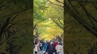 Hokkaido University Ginkgo Avenue hokkaido [upl. by Janice]