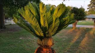 Sago Palm Timelapse [upl. by Nylirak]