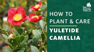 How to Grow and Care for Camellias in Pots  Potted Camellias Planting tips 如何种植和养护盆栽山茶花 [upl. by Bulley142]