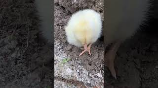 Chick 🐣 walks life in the village chicken life village egg 2024 asia usa america animal [upl. by Sivatco963]