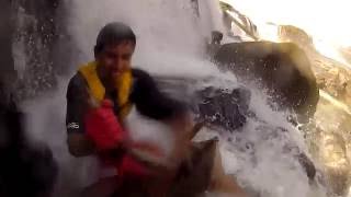 Pacific lamprey harvested at Willamette Falls [upl. by Bate]