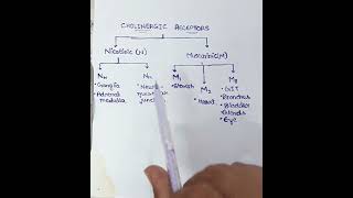 55 CHOLINERGIC RECEPTORS pharmacy science biology pharmacology [upl. by Ajak]