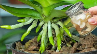 Old orchids quickly take root and bloom thanks to this trick [upl. by Neumann]