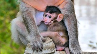 Look at the newborn monkey so smart and very beautiful [upl. by Wolff150]