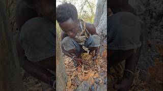 Hadza Eats Honey Infront Of Angry Beesshortsfeed hadzabetribe [upl. by Nayhr]