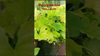 Lets watch my selloum philodendron। philodendron plants wow philodendronfanatic green fresh। [upl. by Onid]