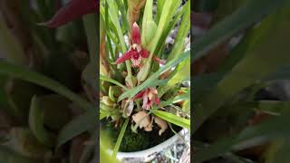 Bunga Aroma Biskuit kelapa  Maxillaria tenuifolia speciesorchids fragrantflowers [upl. by Hcire970]