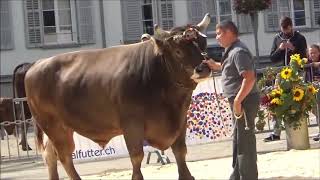 Kantonale Stier und Juniorschau Herisau 2018 [upl. by Nurat]