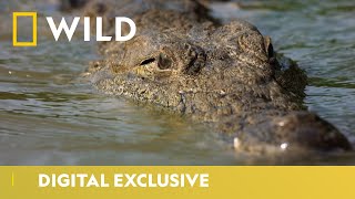 Hippos vs Crocodiles  Croctober  National Geographic Wild UK [upl. by Tennos146]