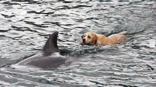 Tory Island Dog amp Dolphin [upl. by Warfold]