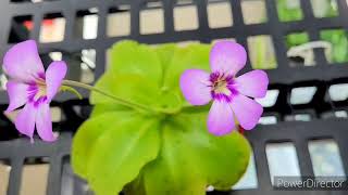 MY PINGUICULA  BUTTERWORT CARNIVOROUS PLANT CATCH FUNGUS GNATS  ZENith BEE [upl. by Yecaw]