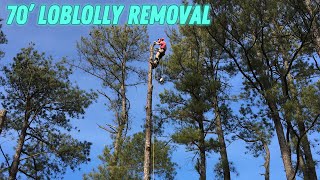 70 Loblolly Pine Removal Taylors Island MD [upl. by Ajnin]