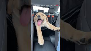 The CUTEST Backseat Driver Youll Ever See puppy shiba frenchbulldog goldenretriever [upl. by Berard276]