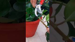 Peperomia Obtusifolia in Water shorts peperomia plants reels propagation foryou beauty video [upl. by Sheena]