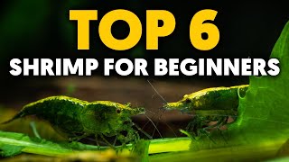 Dwarf Shrimp 🦐 Top 6 EasyToKeep Freshwater Shrimp For Beginners [upl. by Darian]