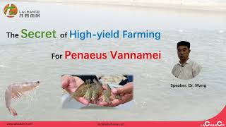 High yield culture of Penaeus vannamei  shrimp farming production performance  growth performance [upl. by Emilio782]