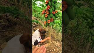 Papaya Farming techniquespapaya cutting skills shorts shortvideo viralshort [upl. by Carlee446]