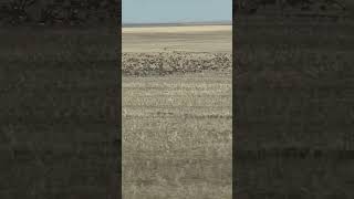 Specklebelly Geese on a Chick Pea Field [upl. by Anitserp]