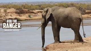 Thirsty Elephant Bull  Samburu  Zebra Plains On Tour [upl. by Jermayne]