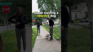 Leash training for a reactiveaggressive dog✅ dog dogreaction reactivedog [upl. by Ahsitam]