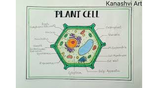 How to draw diagram of plant cell  Kanashvi Art [upl. by Neerbas]