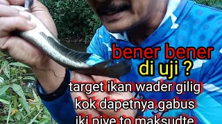 mengerikan ikan gabus nagih janji mancing [upl. by Jen527]