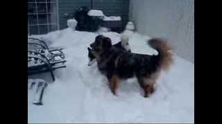 Siberian Husky Snow Play Part 2 [upl. by Hannavahs]