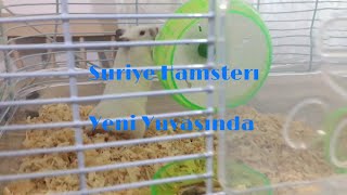 Suriye Hamsterı Yeni Yuvasında [upl. by Biamonte]