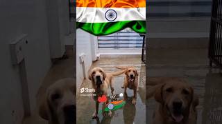 Chak De India 🇮🇳🇮🇳chakdeindia independencedayshorts 15augustdogtrending bharatytshortsindia [upl. by Lib]