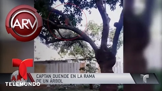 Pareja asegura captar duende en el patio de su casa  Al Rojo Vivo  Telemundo [upl. by Bocock]