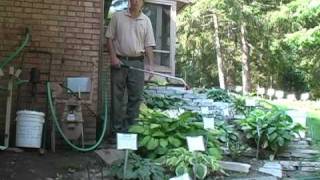 Hosing Your Hostas a Hosta Watering Experience [upl. by Nylednarb860]