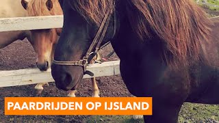 Paardrijden op IJsland  PaardenpraatTV [upl. by Skrap]