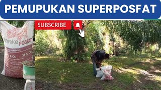 PEMUPUKAN SUPER POSFAT DI KELAPA SAWIT UMUR 10 TAHUN [upl. by Atikel160]