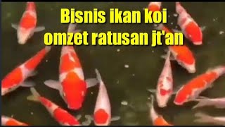 BISNIS IKAN KOI OMZET RATUSAN JUTA  mancingmania fishing gondrongmilenial umpanjitu KONTESKOI [upl. by Lerim]