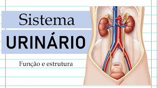 1 Sistema Urinário  Função e Estrutura [upl. by Perseus]