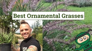 Best Ornamental Grasses for Gardens amp Planting guide [upl. by Polloch]