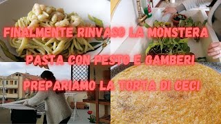 VLOG FINALMENTE RINVASO LA MONSTERA PASTA CON GAMBERI E PESTOPREPARIAMO LA TORTA DI CECI INSIEME [upl. by Ivetts]