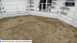 Corsica Horse Sales  Corsica South Dakota [upl. by Powel]