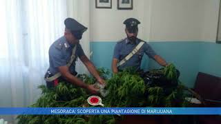 MESORACA SCOPERTA UNA PIANTAGIONE DI MARIJUANA [upl. by Vernier541]