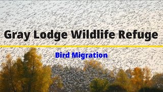 Gray Lodge Wildlife RefugeBird MigrationSnow GeeseDucks Butte County California [upl. by Jessika851]