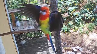 Rosellas in flight and close up video [upl. by Hevak]